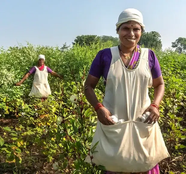 Organic cotton is grown without synthetic pesticides_fertilizers_or GMOs