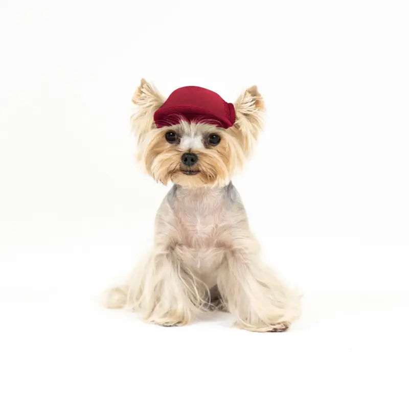 ac·green® × puplid® Eco & Cozy Pet Cap GPP1, TINY-2RD-Blank Asset