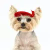 ac·green® × puplid® Eco & Cozy Two-Tone Pet Cap GPP2, TINY-RD-Blank Asset